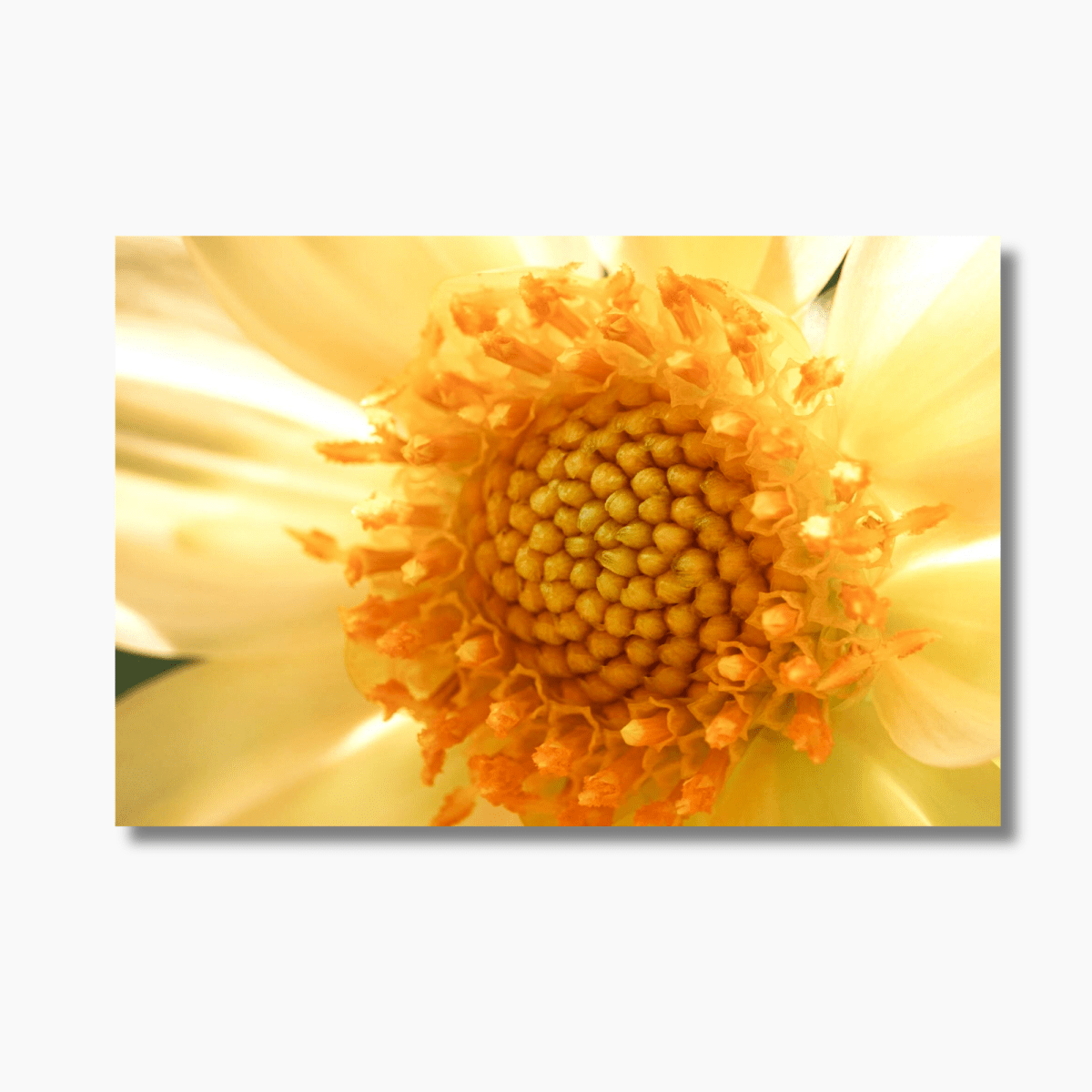 A Dance of Dahlias - Gallery Twelve