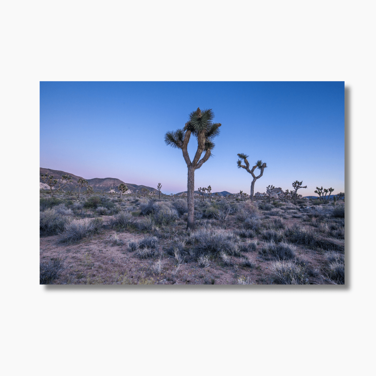 The Silhouettes of Joshua Tree- Gallery Twelve